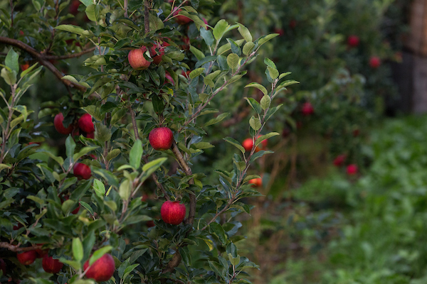 Apples growing in West Michigan